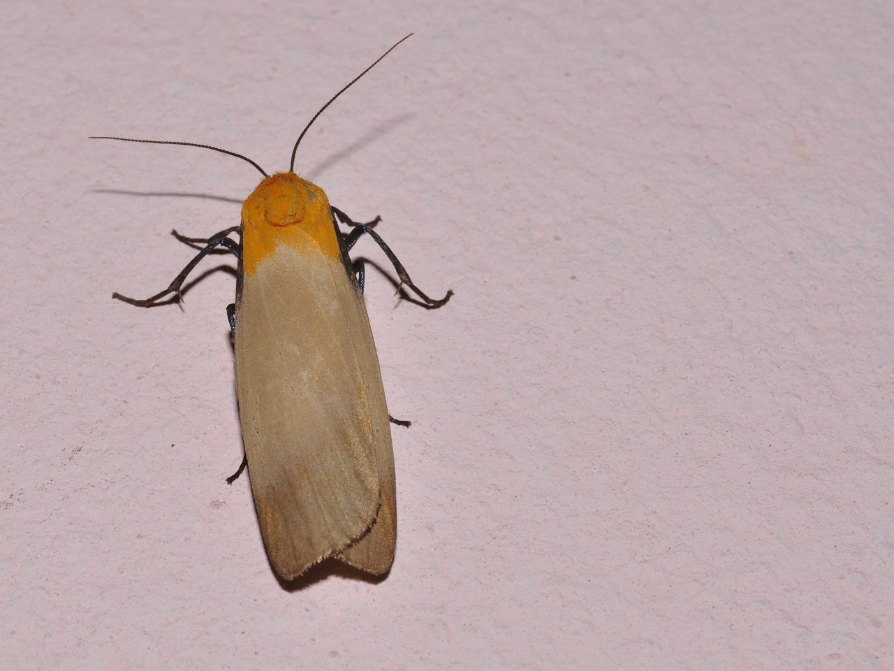 Id farfalle notturne